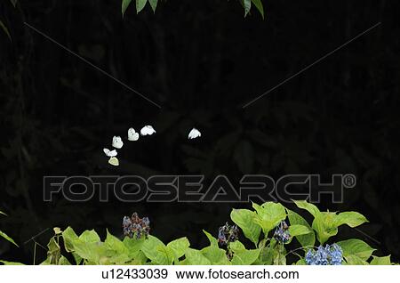 Small whites flying View Large Photo Image Stock Photo - Small whites flying. Fotosearch
