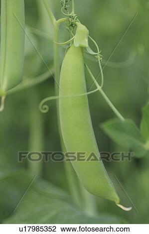 Stock Image - Snow Peas. Fotosearch