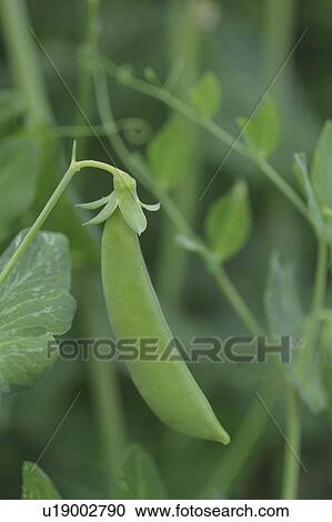 Stock Image - Snow Peas. Fotosearch