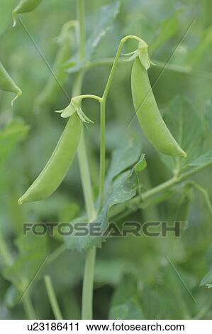 Snow Peas View Large Photo Image Stock Image - Snow Peas. Fotosearch