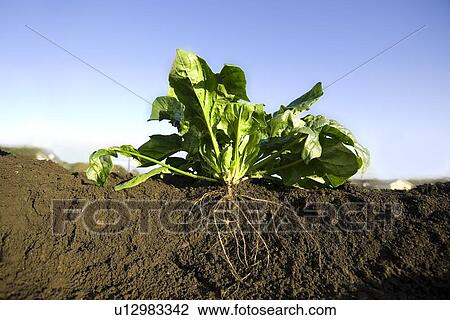 Spinach in Field View Large Photo Image Stock Image - Spinach in Field. Fotosearch