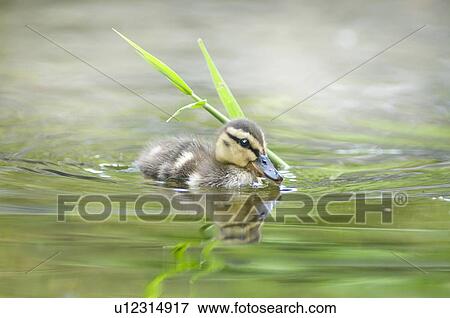 Stock Photo - Spot-bill duckling. Fotosearch