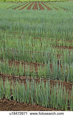 Stock Image - Spring onion farm, Chiba Prefecture, Japan. Fotosearch
