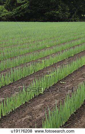 Spring onion farm, Chiba Prefecture, Japan View Large Photo Image Stock Photo - Spring onion farm, Chiba Prefecture, Japan. Fotosearch