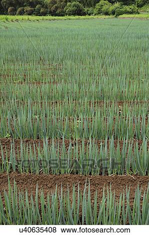 Stock Photo - Spring onion farm, Chiba Prefecture, Japan. Fotosearch
