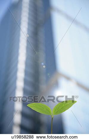 Sprout and Office Building View Large Photo Image Stock Photo - Sprout and Office Building. Fotosearch