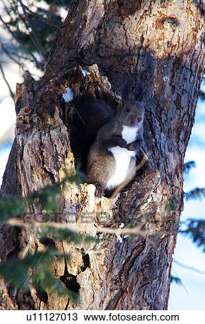 Stock Image - Squirrel in tree. Fotosearch