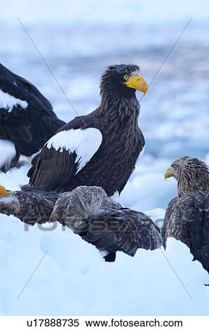Stock Photography - Steller's Sea Eagle and White-tailed Eagles. Fotosearch