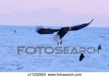 Steller's Sea Eagle flying, Hokkaido Prefecture, Japan View Large Photo Image Picture - Steller's Sea Eagle flying, Hokkaido Prefecture, Japan. Fotosearch