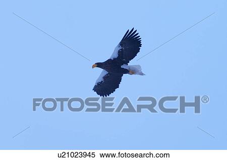 Stock Photography - Steller's Sea Eagle flying, Hokkaido Prefecture, Japan. Fotosearch