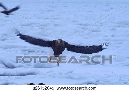 Steller's Sea Eagle flying, Hokkaido Prefecture, Japan View Large Photo Image Stock Photography - Steller's Sea Eagle flying, Hokkaido Prefecture, Japan. Fotosearch