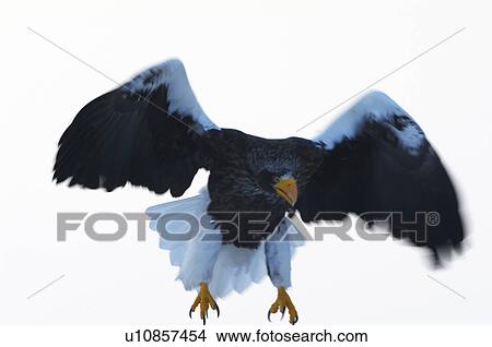 Steller's Sea Eagle View Large Photo Image Picture - Steller's Sea Eagle. Fotosearch