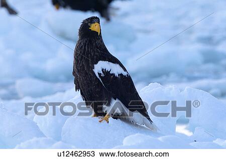 Steller's Sea Eagle View Large Photo Image Stock Image - Steller's Sea Eagle. Fotosearch