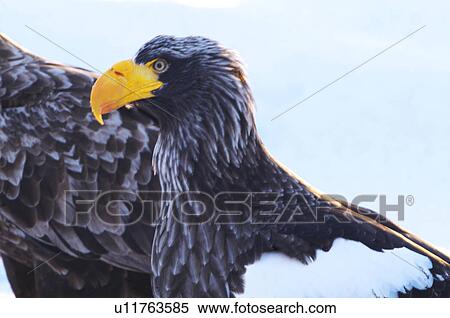 Steller's Sea Eagle View Large Photo Image Stock Photography - Steller's Sea Eagle. Fotosearch