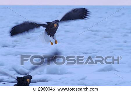 Steller's Sea Eagles flying, Hokkaido Prefecture, Japan View Large Photo Image Stock Photography - Steller's Sea Eagles flying, Hokkaido Prefecture, Japan. Fotosearch