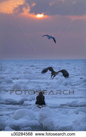 Stock Photo - Steller's Sea Eagles flying on iceberg, Hokkaido Prefecture, Japan. Fotosearch