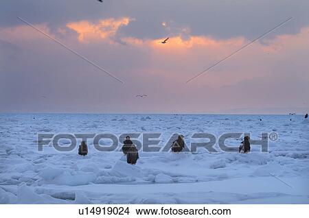 Picture - Steller's Sea Eagles resting on iceberg, Hokkaido Prefecture, Japan. Fotosearch