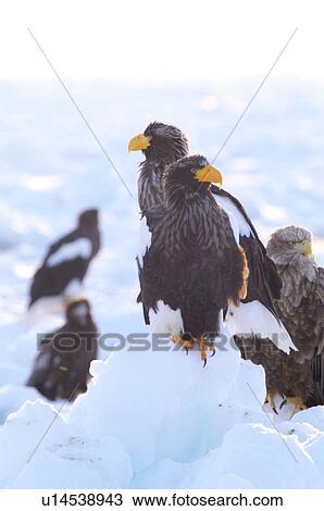 Stock Image - Steller's Sea Eagles resting on iceberg, Hokkaido Prefecture, Japan. Fotosearch
