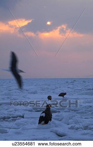 Stock Image - Steller's Sea Eagles resting on iceberg, Hokkaido Prefecture, Japan. Fotosearch