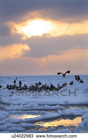 Steller's Sea Eagles resting on iceberg, Hokkaido Prefecture, Japan View Large Photo Image Stock Image - Steller's Sea Eagles resting on iceberg, Hokkaido Prefecture, Japan. Fotosearch