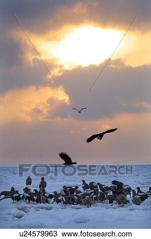 Steller's Sea Eagles resting on iceberg, Hokkaido Prefecture, Japan View Large Photo Image Stock Image - Steller's Sea Eagles resting on iceberg, Hokkaido Prefecture, Japan. Fotosearch