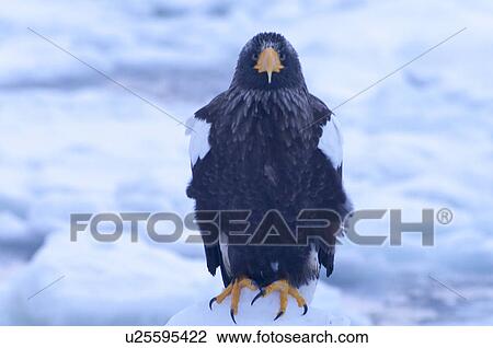 Stock Image - Steller's Sea Eagles resting on iceberg, Hokkaido Prefecture, Japan. Fotosearch