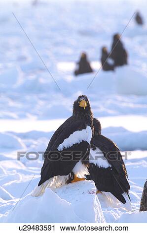 Steller's Sea Eagles resting on iceberg, Hokkaido Prefecture, Japan View Large Photo Image Stock Image - Steller's Sea Eagles resting on iceberg, Hokkaido Prefecture, Japan. Fotosearch