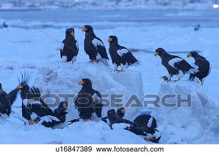 Steller's Sea Eagles resting on iceberg, Hokkaido Prefecture, Japan View Large Photo Image Stock Photo - Steller's Sea Eagles resting on iceberg, Hokkaido Prefecture, Japan. Fotosearch