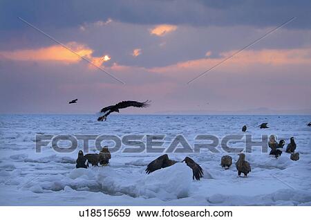 Stock Photo - Steller's Sea Eagles resting on iceberg, Hokkaido Prefecture, Japan. Fotosearch