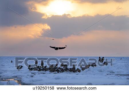 Stock Photo - Steller's Sea Eagles resting on iceberg, Hokkaido Prefecture, Japan. Fotosearch