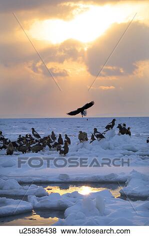 Stock Photo - Steller's Sea Eagles resting on iceberg, Hokkaido Prefecture, Japan. Fotosearch
