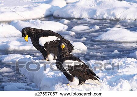 Stock Photo - Steller's Sea Eagles resting on iceberg, Hokkaido Prefecture, Japan. Fotosearch