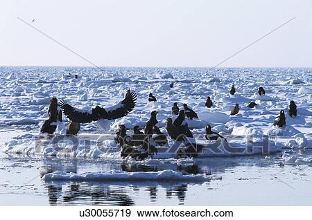 Stock Photo - Steller's Sea Eagles resting on iceberg, Hokkaido Prefecture, Japan. Fotosearch