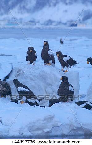 Stock Photograph - Steller's Sea Eagles resting on iceberg, Hokkaido Prefecture, Japan. Fotosearch