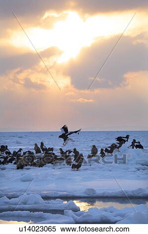 Steller's Sea Eagles resting on iceberg, Hokkaido Prefecture, Japan View Large Photo Image Stock Photography - Steller's Sea Eagles resting on iceberg, Hokkaido Prefecture, Japan. Fotosearch
