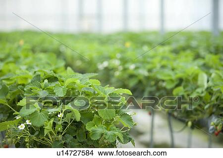 Strawberries View Large Photo Image Picture - Strawberries. Fotosearch