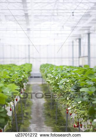 Strawberries View Large Photo Image Stock Image - Strawberries. Fotosearch