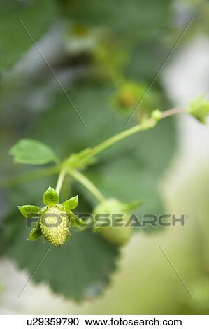 Strawberries View Large Photo Image Stock Image - Strawberries. Fotosearch