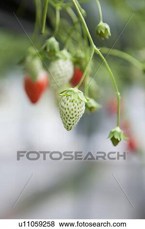 Strawberries View Large Photo Image Stock Photo - Strawberries. Fotosearch
