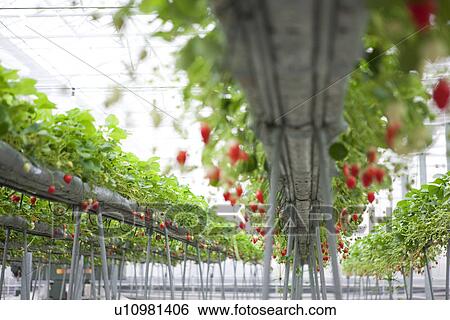 Stock Photograph - Strawberries. Fotosearch