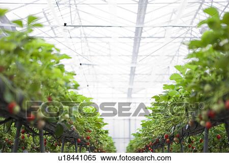 Strawberries View Large Photo Image Stock Photography - Strawberries. Fotosearch