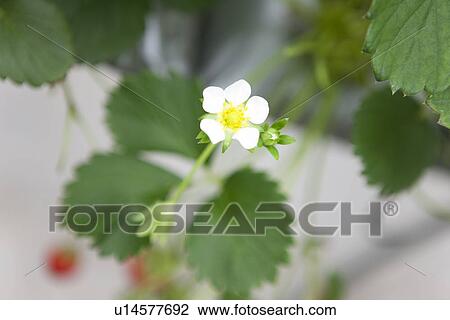 Stock Image - Strawberry and flower. Fotosearch