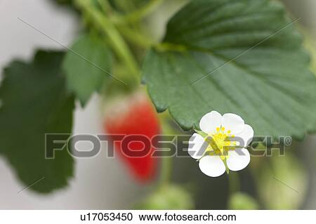 Strawberry and flower View Large Photo Image Stock Image - Strawberry and flower. Fotosearch