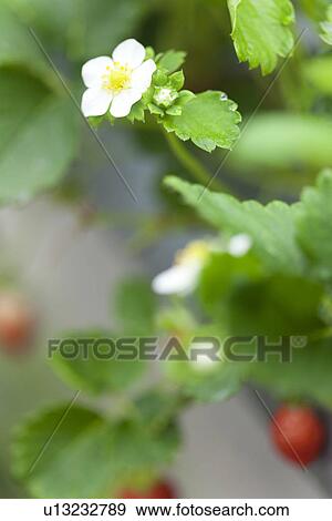 Strawberry and flower View Large Photo Image Stock Photo - Strawberry and flower. Fotosearch