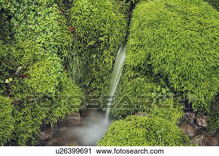 Stock Image - Stream Flowing Through Moss. Fotosearch