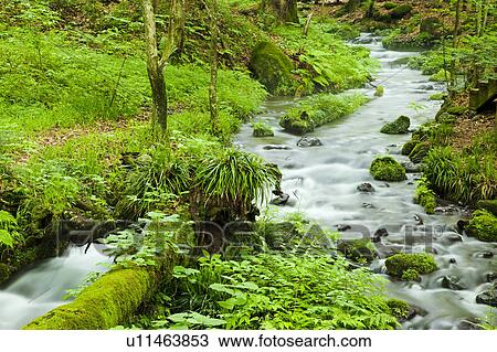 Stock Image - Stream in Forest. Fotosearch