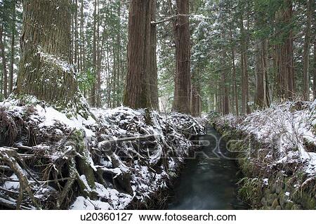 Stream in Forest View Large Photo Image Stock Photo - Stream in Forest. Fotosearch