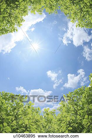 Sun and Foliage View Large Photo Image Stock Photography - Sun and Foliage. Fotosearch