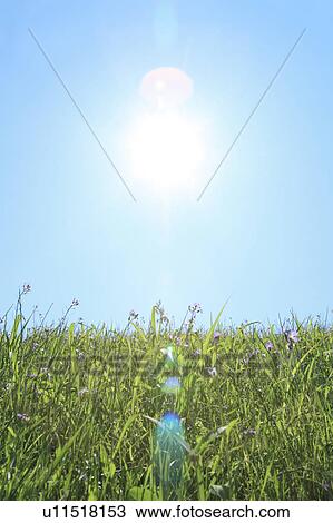 Stock Image - Sun and Grass. Fotosearch
