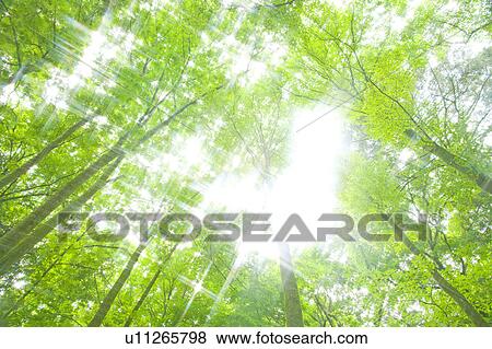 Sun Breaking Through Branches View Large Photo Image Stock Photo - Sun Breaking Through Branches. Fotosearch